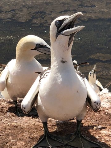 Helgoland